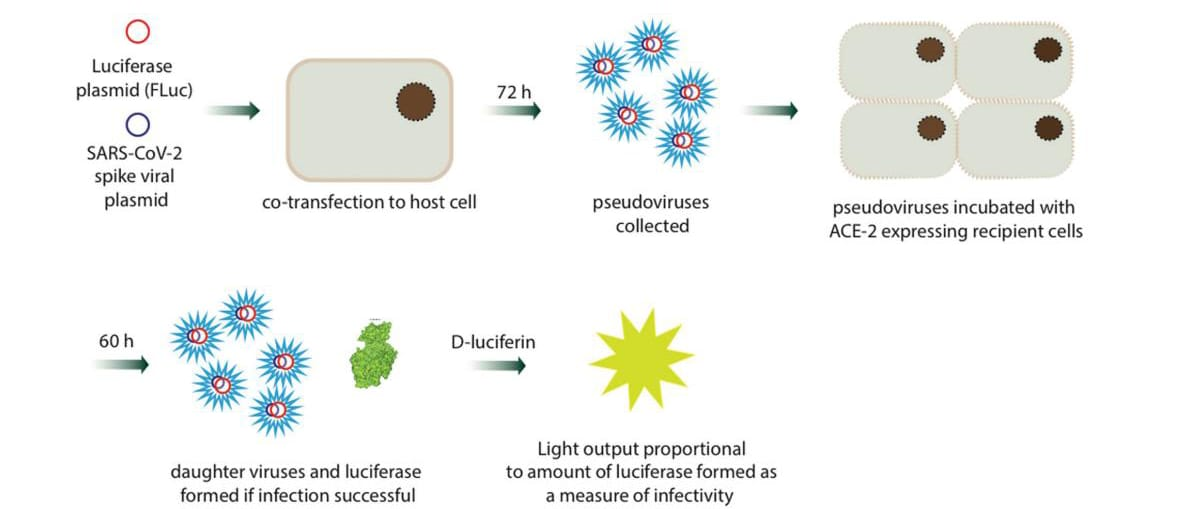 determine the infectivity of coronaviruses